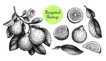 Bergamot orange. Branch, fruits and leaves. Ink sketch set isolated on white background. Hand drawn vector illustration. Retro style.