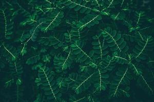 Close up Green Leaves Texture Background in Dark Tone. photo