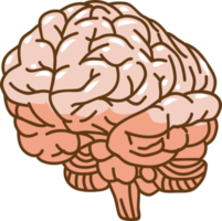 Brain png graphic clipart design