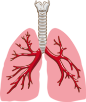 Lung png graphic clipart dedsign