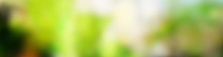 Blurred Leaves with Beautiful Bokeh Background, Suitable for Billboard Header Banner Website. photo