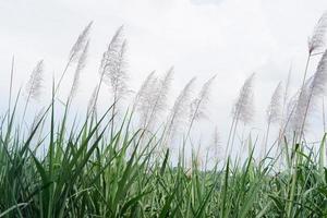 panoramic landscape. Fresh green meadows and blooming wild plant photo