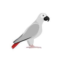 Illustration of a gray parrot with red feathers in its tail side view vector