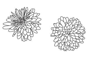 Garden Chrysanthemum painted in black outline is intended for postcards, prints, March 8, Valentine, clothing and fabric printing, etc. vector