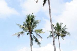 panoramic sky with coconut trees photo