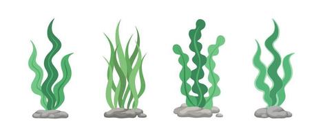 Set of green algae, sea grass, underwater seaweed plants. Vector illustration design elements collection on a white background.