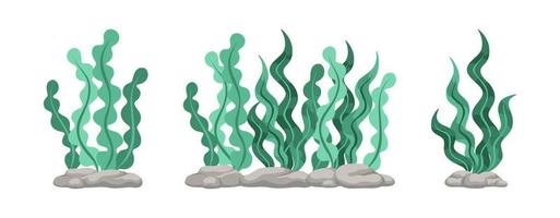 conjunto de verde algas, mar césped, submarino algas marinas plantas. vector ilustración diseño elementos colección en un blanco antecedentes.