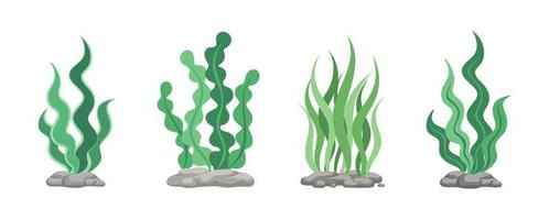 conjunto de diferente submarino mar plantas y verde algas para alimento. comestible algas marinas y hojas. plantas de el acuario. vector ilustración