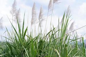 panoramic landscape. Fresh green meadows and blooming wild plant photo