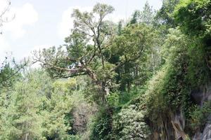Beautiful green forest as a background photo