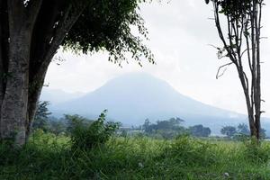 panorámico ver de brumoso montañas y plantas foto