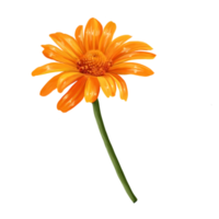 ilustração de flor de heliopsis png