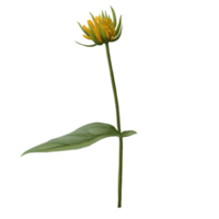 Abbildung der Heliopsis-Blume png
