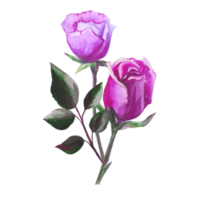 roses watercolor illustration png