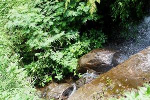 agua fuente en el bosque foto