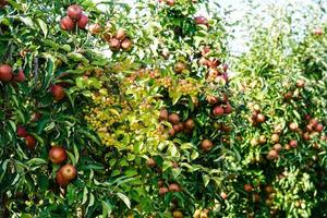 manzana arboles en el antiguo tierra siguiente a hamburgo foto