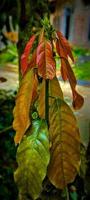 joven cacao hojas son pardusco rojo en color. foto