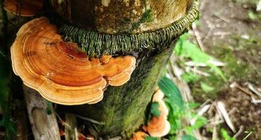 Close up view of Stereaceae or wood mushroom attached to a wooden branch photo