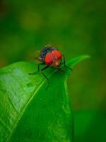 A fly pearched on a leaf photo