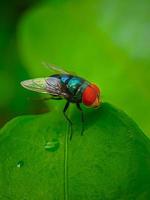 un mosca perlado en un hoja foto