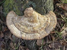 Bracket fungus growing on an old tree trunk photo