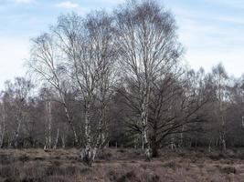 Bare silver birch trees on heathland in winter photo