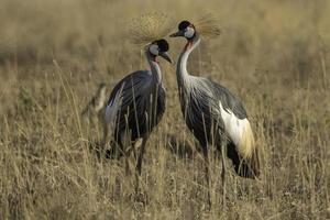 dos grullas coronadas en el parque nacional de nairobi foto