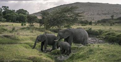 un familia de elefantes en el masai mara nacional reservar. foto