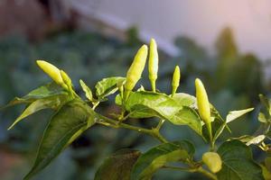 Chili trees that are commonly planted in the gardens of Thai people's homes. It is a component of curry paste. Spicy ingredients in a variety of dishes. Soft and selective focus. photo