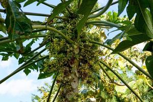 Papaya in full bloom with white flowers. Soft and selective focus. photo