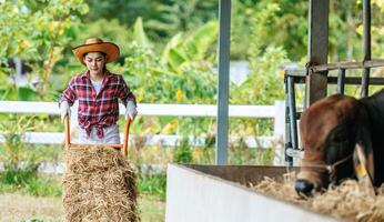 Portrait of Happy Asian farmer woman feeding cows in cowshed on dairy farm. Agriculture industry, farming, people, technology and animal husbandry concept. photo