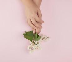 female hands and  small white flowers on a pink background, fashionable concept for hand skin care photo