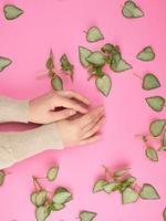 two female hands  and fresh green leaves of a plant on a pink background photo