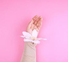 female hand holding blooming white clematis bud on a pink background photo