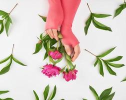 manos femeninas y peonías en flor de Borgoña foto