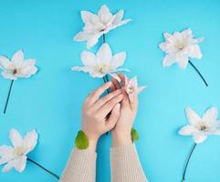 two female hands holding blooming white clematis buds photo