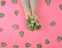 two female hands and fresh green leaves of a plant photo