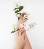 hembra manos y pequeño blanco flores en un blanco antecedentes foto