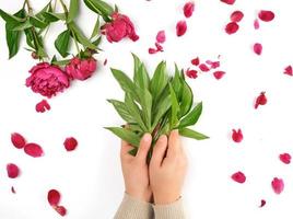 two female hands and burgundy blooming peonies on a white  background, fashionable concept for hand skin care photo