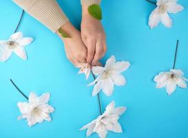 two female hands holding blooming white clematis buds photo