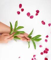 two female hands and burgundy blooming peonies photo