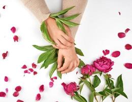 two female hands and burgundy blooming peonies photo