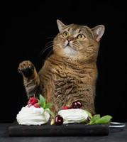 A funny gray cat sits at a black table with a Pavlova dessert. photo