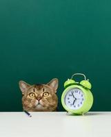 adult straight Scottish gray cat sits on the background of a green school board. Back to school photo