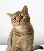 portrait of a gray Scottish straight cat on a white background photo