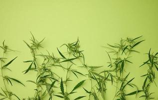 cannabis branch with green leaves on a green background, alternative medicine photo