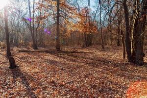 hojas rojas de otoño. cárpatos, ucrania, europa. foto