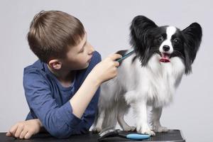 un pequeño chico peines un Papillon perro. mascota con dueño. niño con un gracioso cachorro. foto