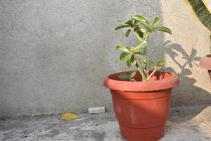 Adenium plant in a pot photo