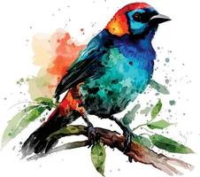 PrintWatercolor colorful Red necked Tanager with white background vector